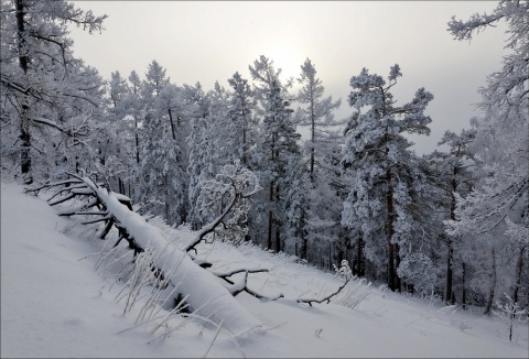 Притихший лес. автора Anna_Mochalova