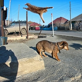 Поймать момент автора fotososunov1955