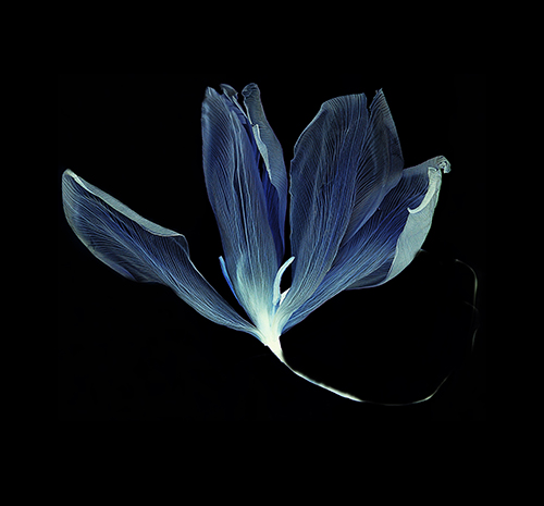 Herbarium Versa (серия)
