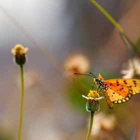 февральская бабочка из страны вечного лета . автора Novikov
