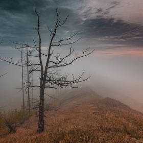 Туман автора TanyaBiriukova