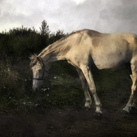 Лошадь и цикорий автора fotososunov1955