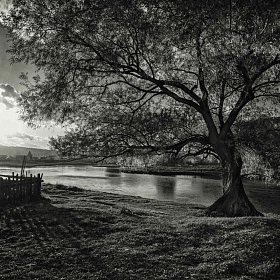 Ива на берегу реки Сим автора fotososunov1955