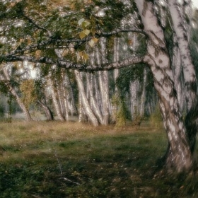 Вечер в берёзовом лесу  ( Achromat 35mm f/2.8 ) автора fotososunov1955