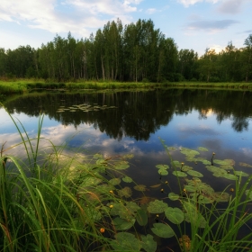 Пруд с купальницами автора Getsevphoto