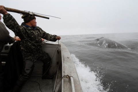 Серия &quot;Охота на кита&quot;, Андрей Шапран, Новосибирск автора admin