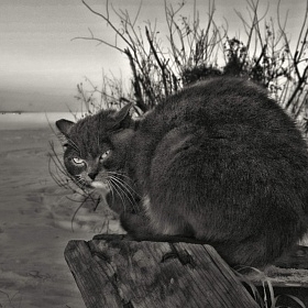 Просто кот автора fotososunov1955