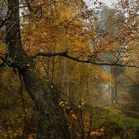 Челябинский городской бор. Лавка