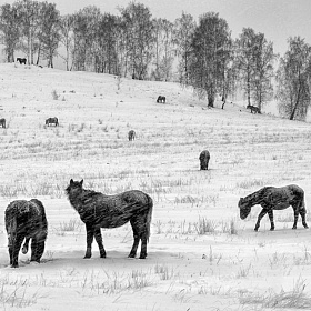 Лошади зимой автора fotososunov1955