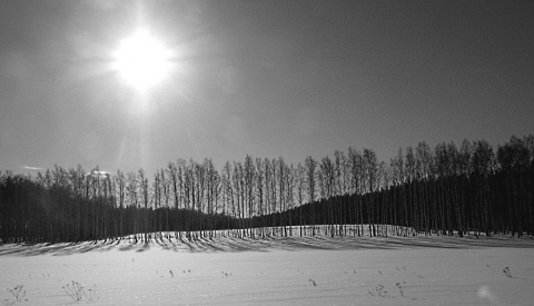 Чёрно-белая вертикаль зимы автора Julia
