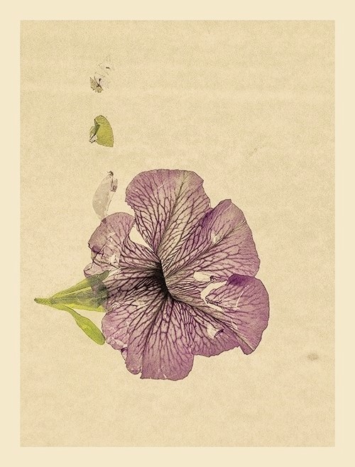 Herbarium (серия)