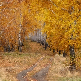 Осенняя живопись автора t_berg