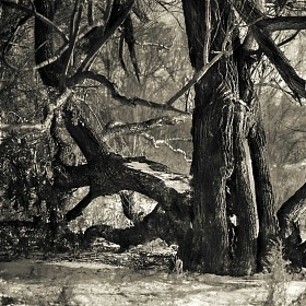 Дерево на берегу автора fotososunov1955
