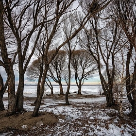 Деревья на берегу озера автора fotososunov1955