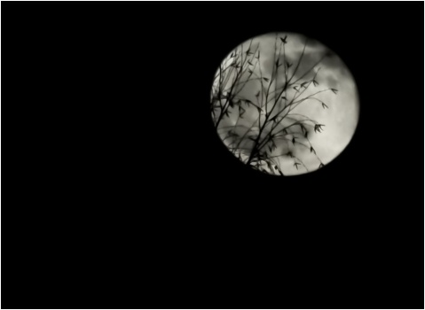 Ночь.Дерево.Луна.