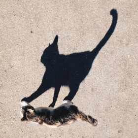 Тень и ее кот автора shmakov