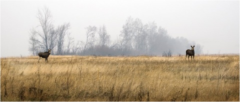 *** автора bochkarev