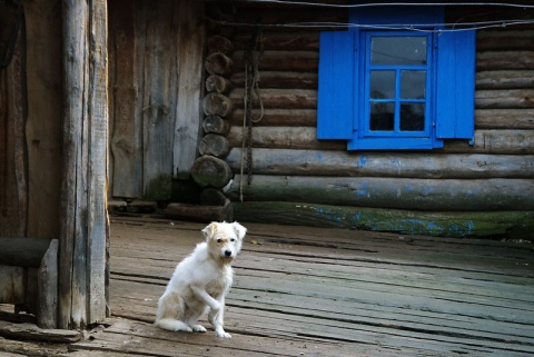 Cерая жизнь белой собаки автора giviryak