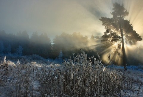 Зимнее утро автора shesterikov