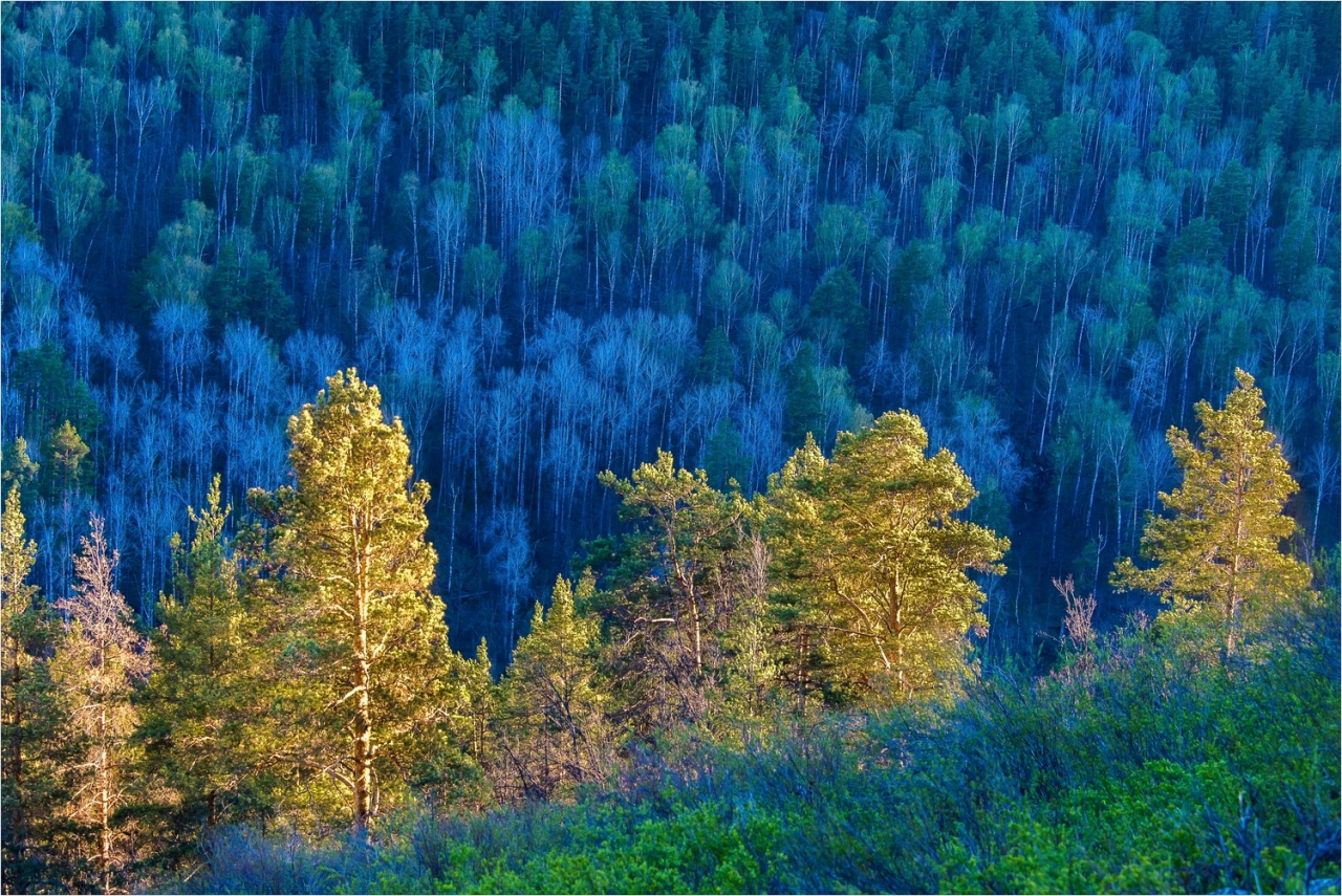 Графика весеннего леса (серия)