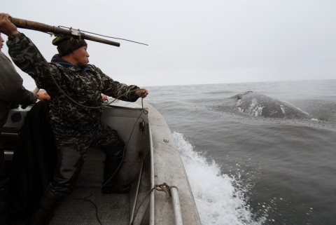 Серия &quot;Охота на кита&quot;. Андрей Шапран. Новосибирск автора admin