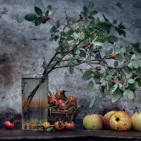 Шиповник и яблоки автора fotososunov1955