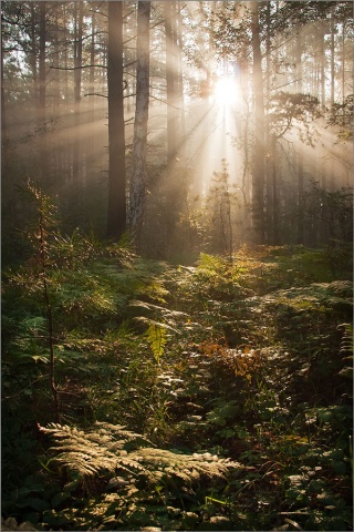 Как просыпается лес... автора Anna_Mochalova