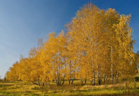 Осенний клин автора sharikov