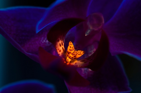 Волшебная орхидея автора Sergeusual
