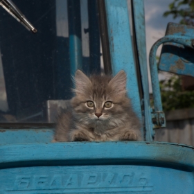 Васька автора chervyakov