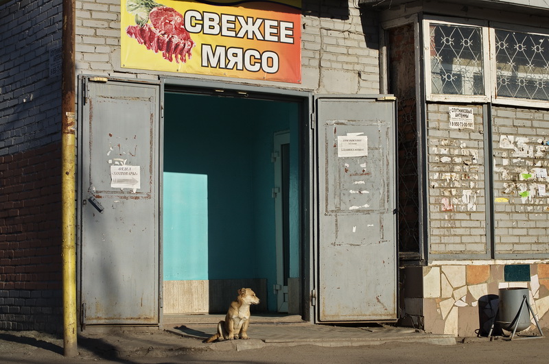 о жизни собачей