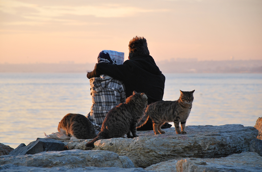 Любовь и кошки