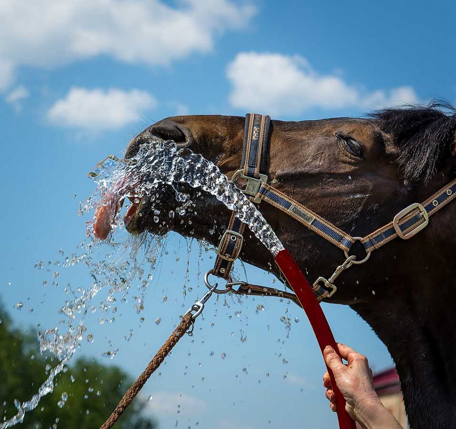 Олег_Каргаполов_Людмила_Ковалёва_КСК_РИФЕЙ