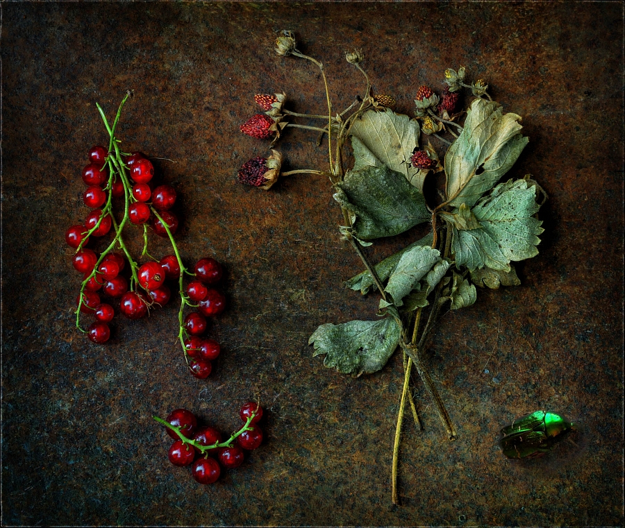 Herbárium