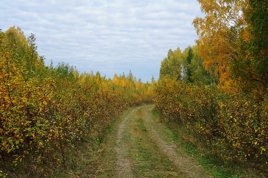 Дорога в осень