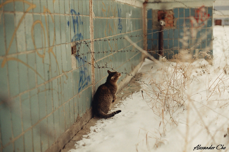 когда не хватает ласки...