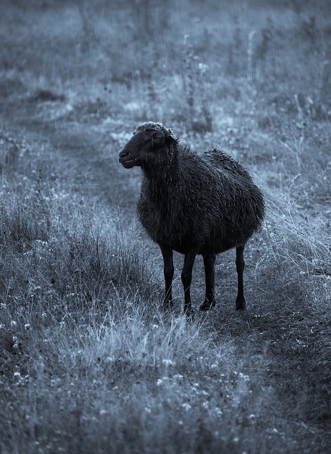 Заблудшая овца