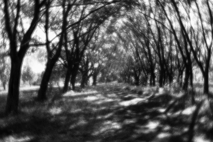 Аллея (Achromat 35mm)