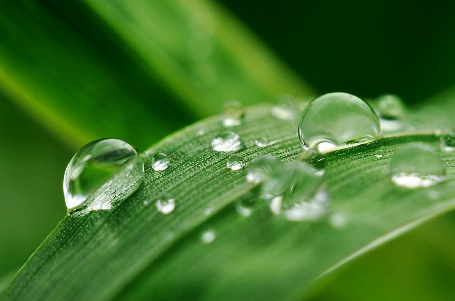 Росинки
