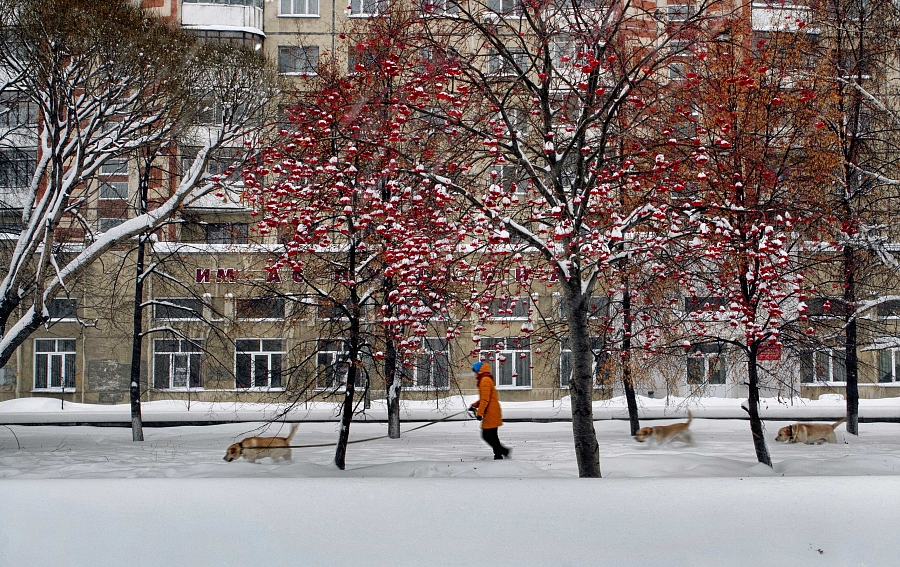 Собачья радость