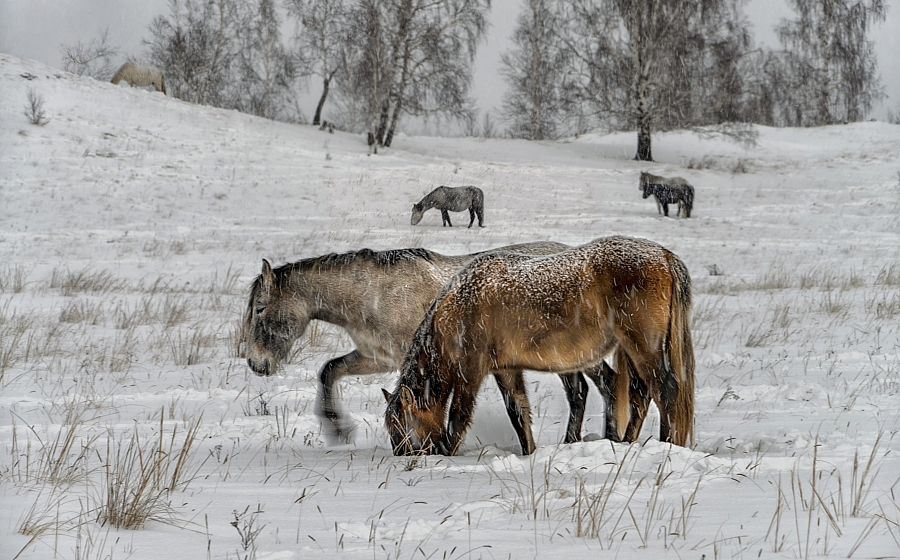 Башкирские лошадки