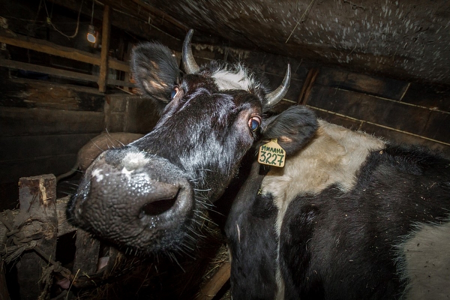 Фото: Олег Каргаполов