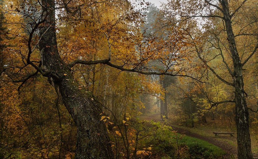 Челябинский городской бор. Лавка