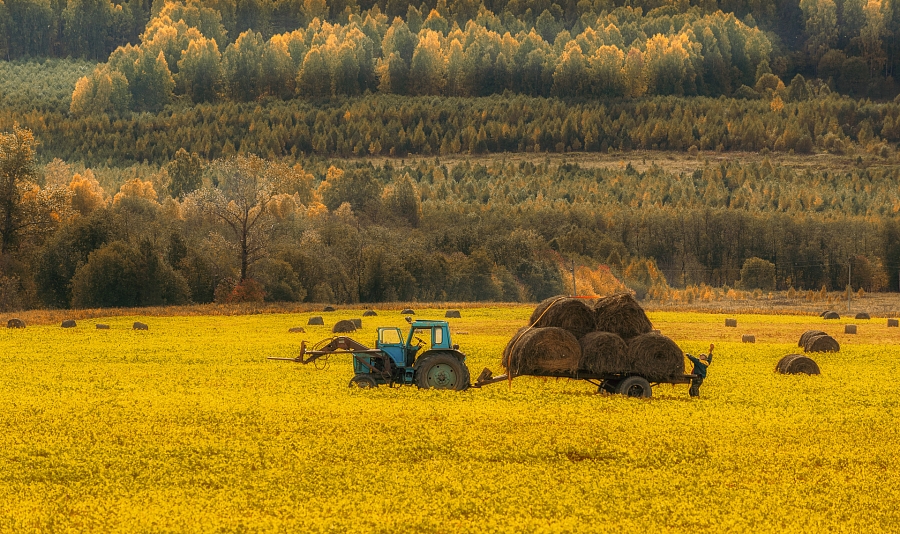 В осеннем золоте