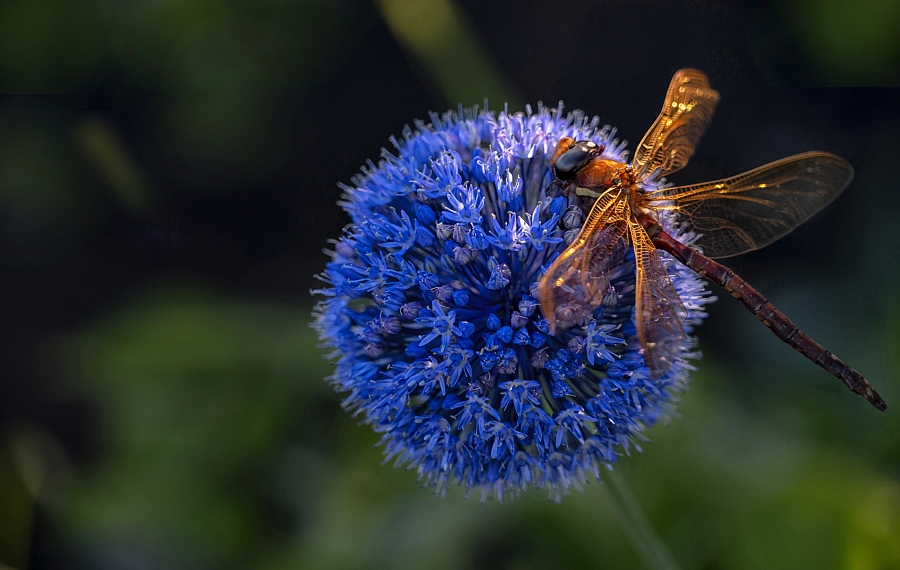 Dragonfly