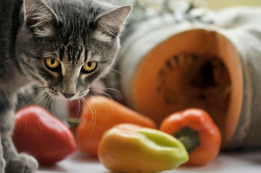 Натюрморт с котом
