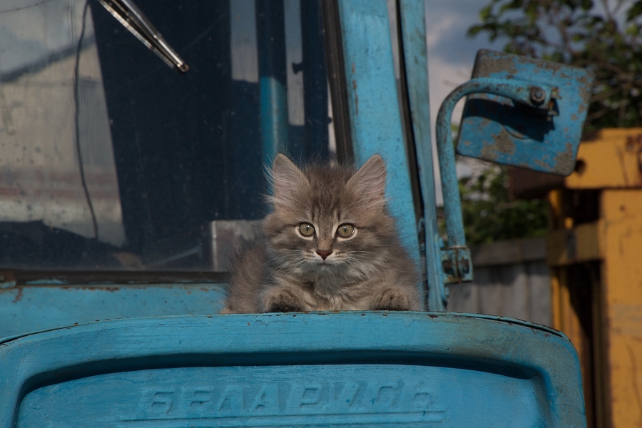 Васька