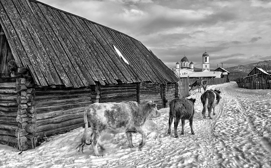 Село Вознесенка. Телята