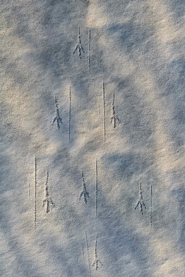 Звено