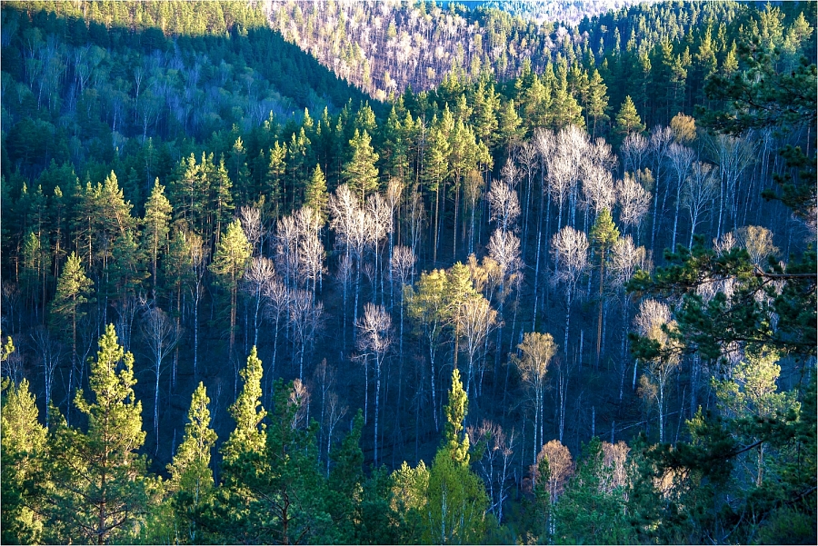 Графика весеннего леса (серия)